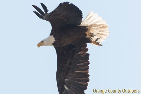 Bald Eagles in Orange County - Orange County Outdoors